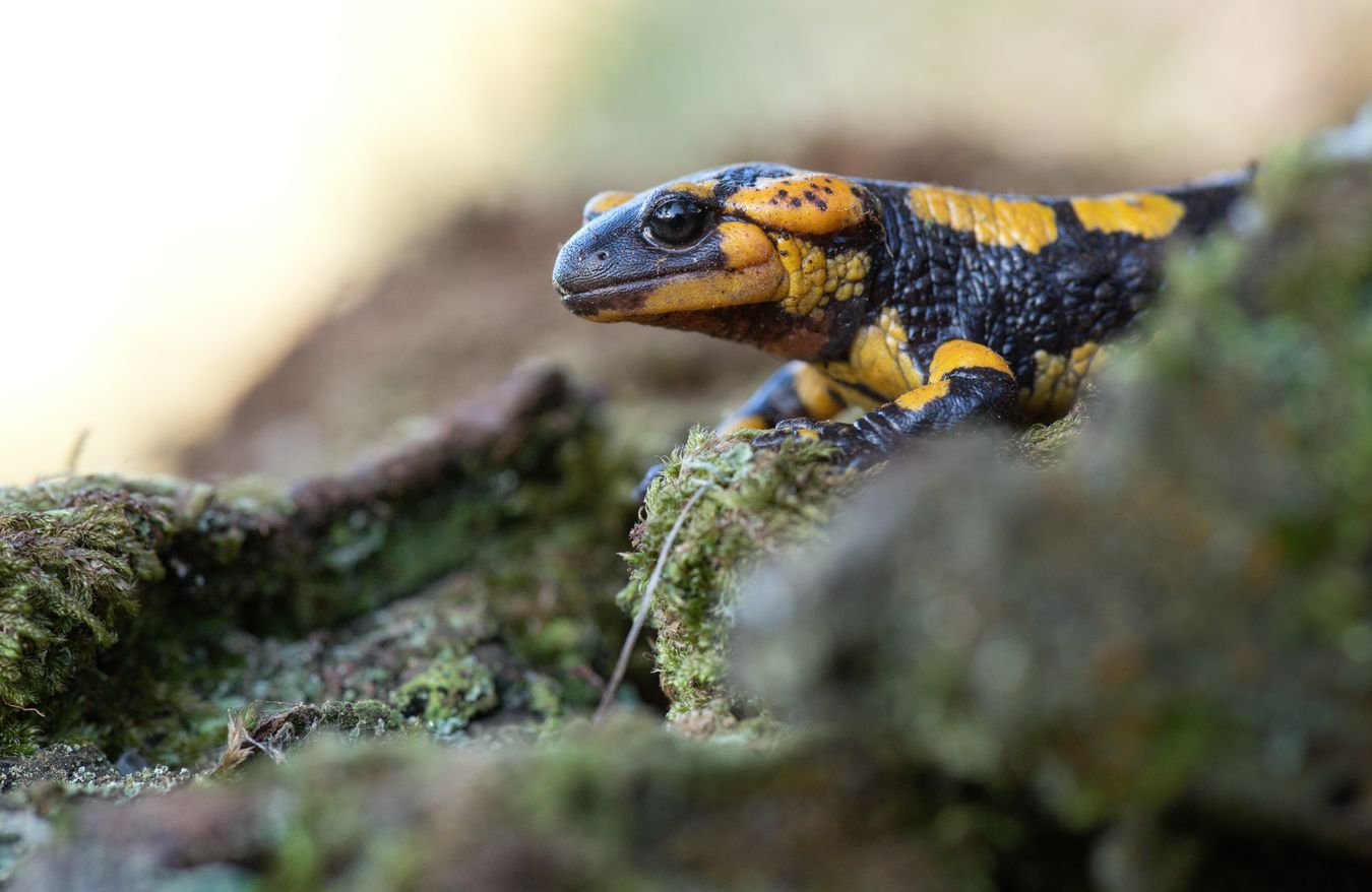 Salamandra común/ Salamandra s. gallaica (Coruña)