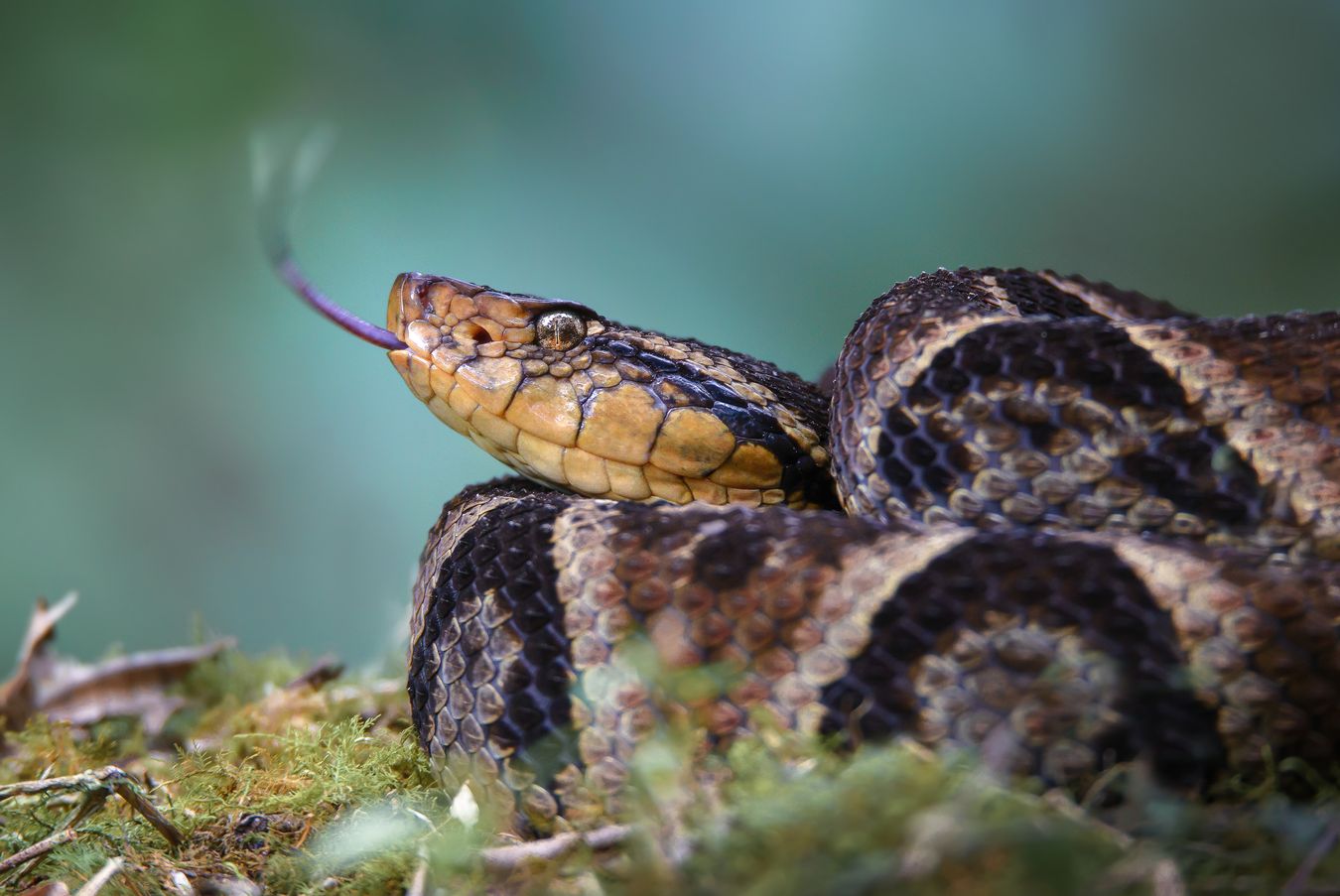 Víbora terciopelo o barba amarilla/ Bothrops asper (Ecuador)