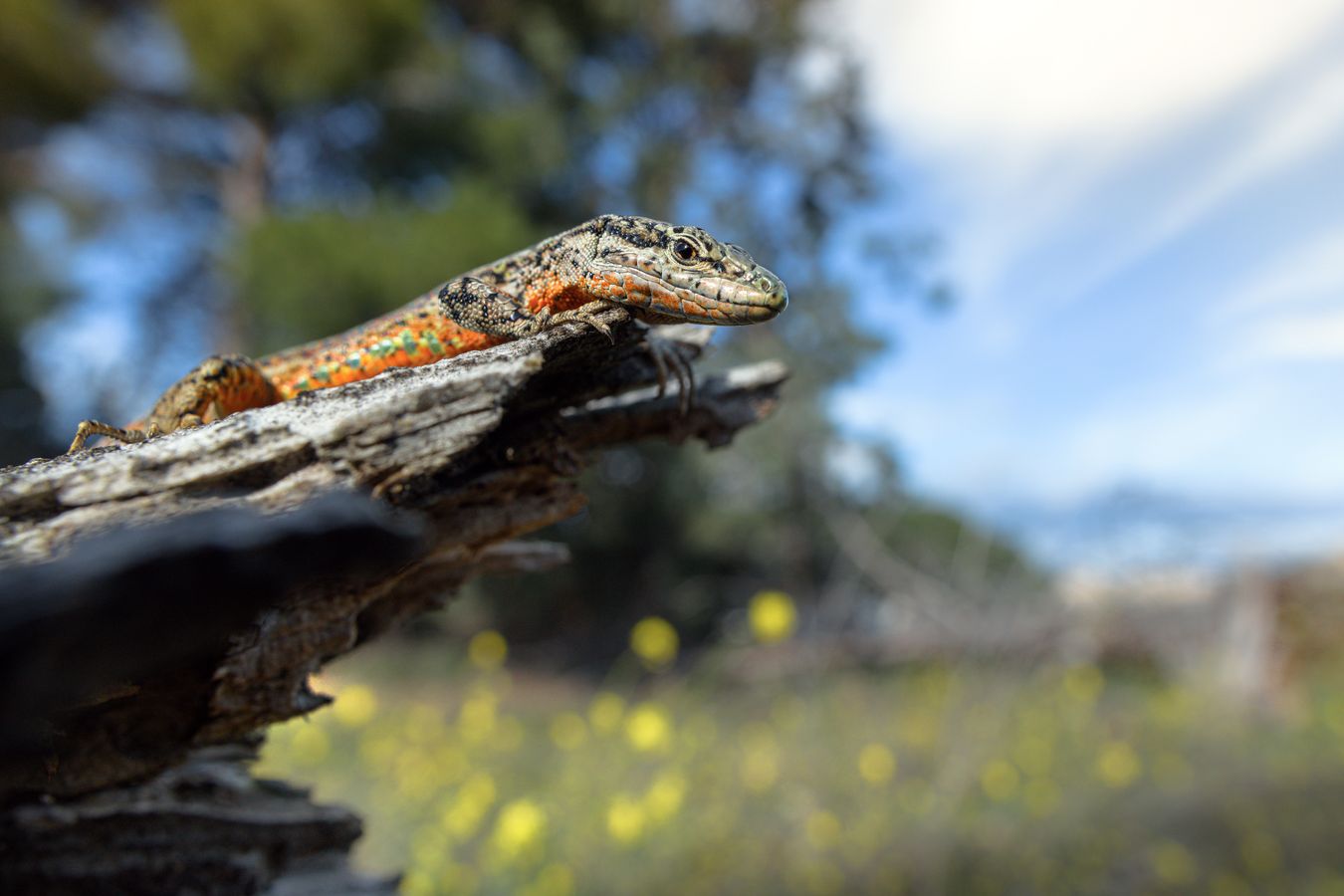 Lagartija verdosa/ Podarcis virescens (Madrid)