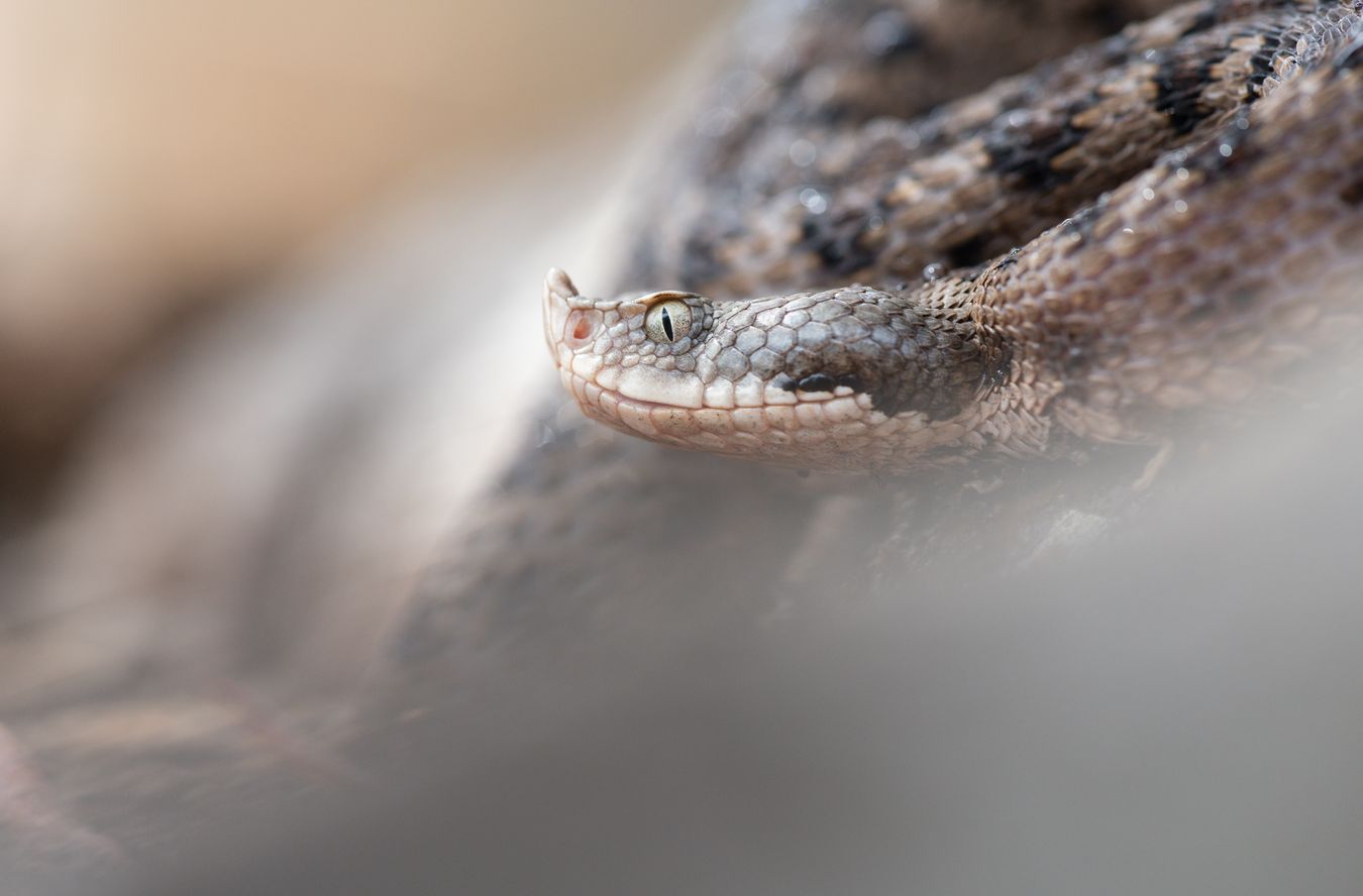 Víbora hocicuda/ Vipera latastei gaditana (Herpetario)