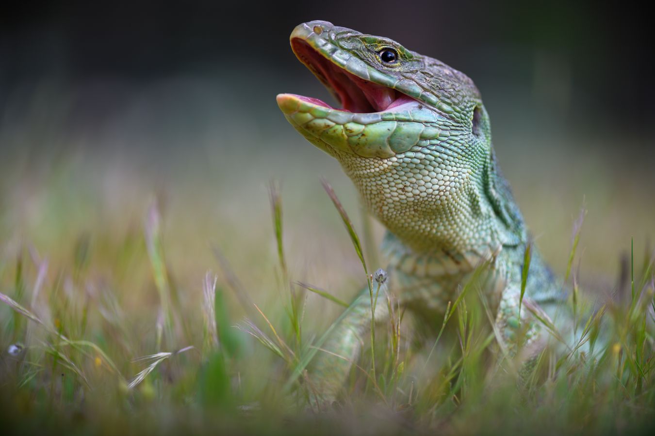 Lagarto ocelado/ Timon lepidus (Madrid)