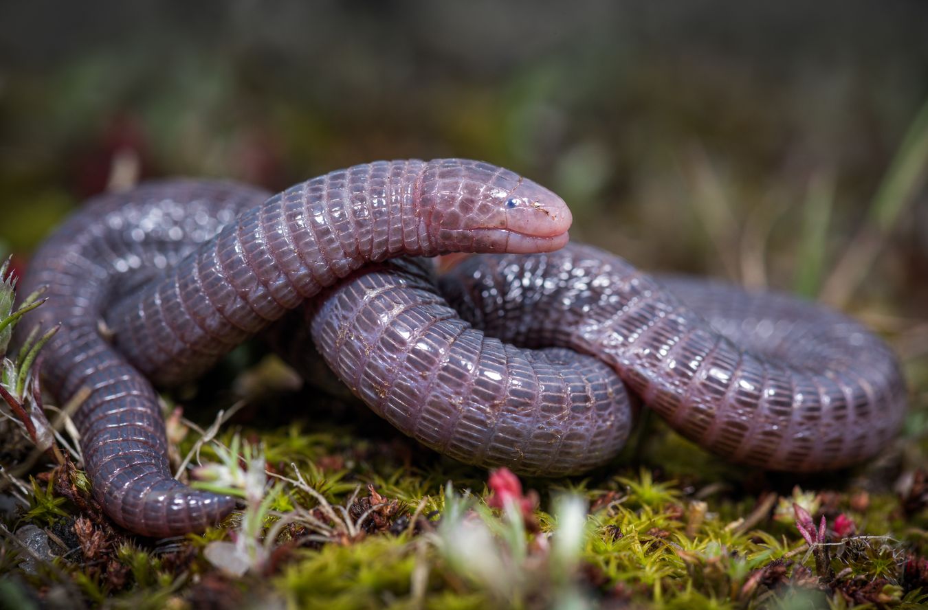 Culebrilla ciega/ Blanus cinereus (Madrid)