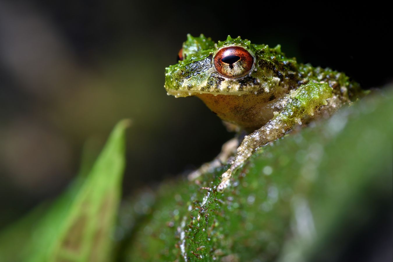 Cutín del Porvenir/ Pristimantis crucifer (Mindo. Ecuador)