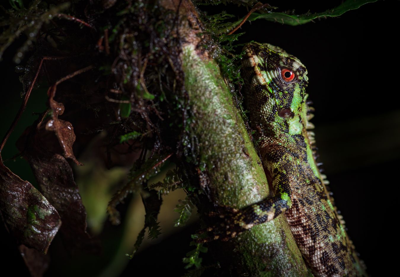 Lagarto de ojos rojos/ Enyalioides oshaughnessyi (Santo Domingo. Ecuador)