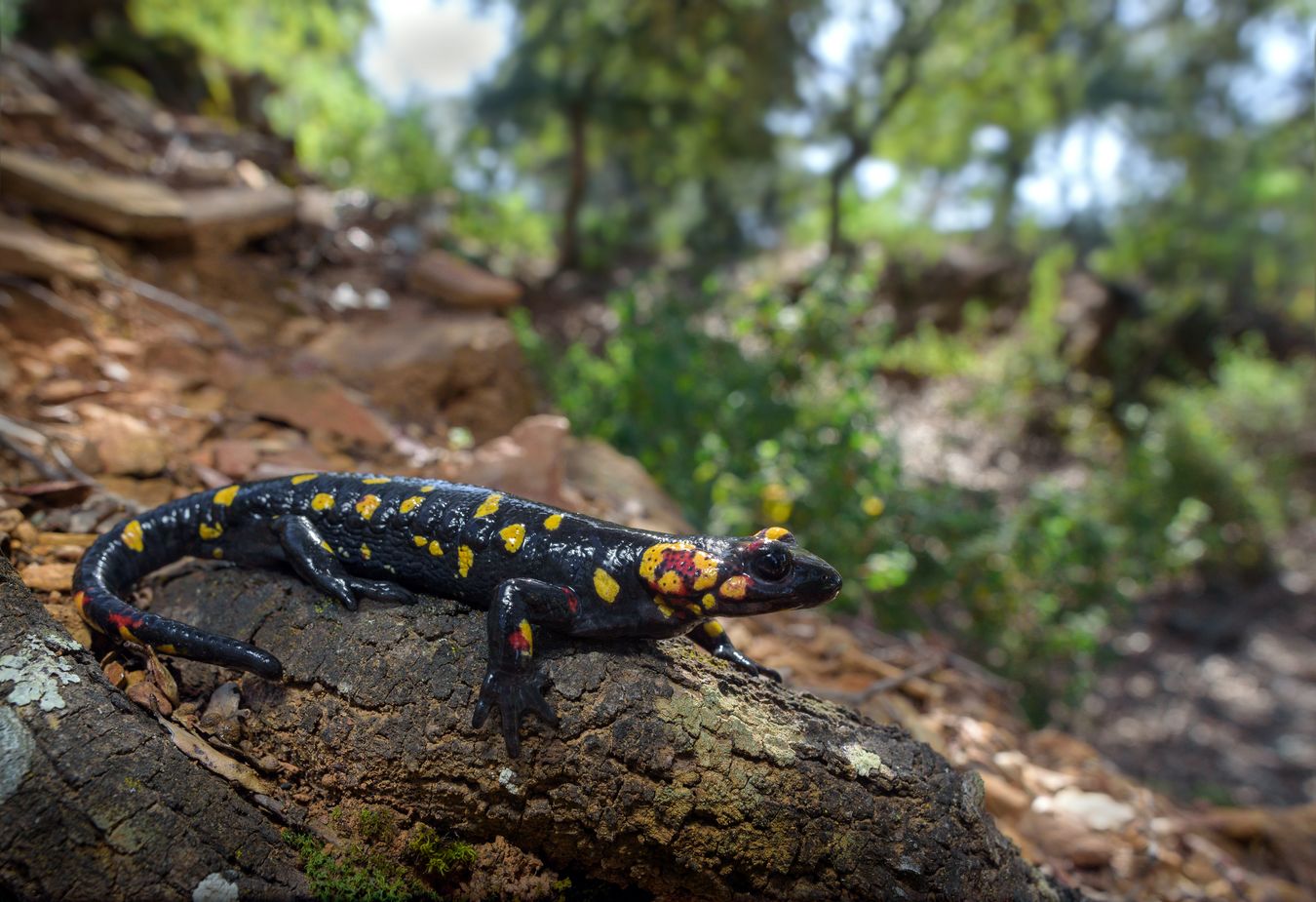 Salamandra común/ Salamandra s. morenica (Sevilla)