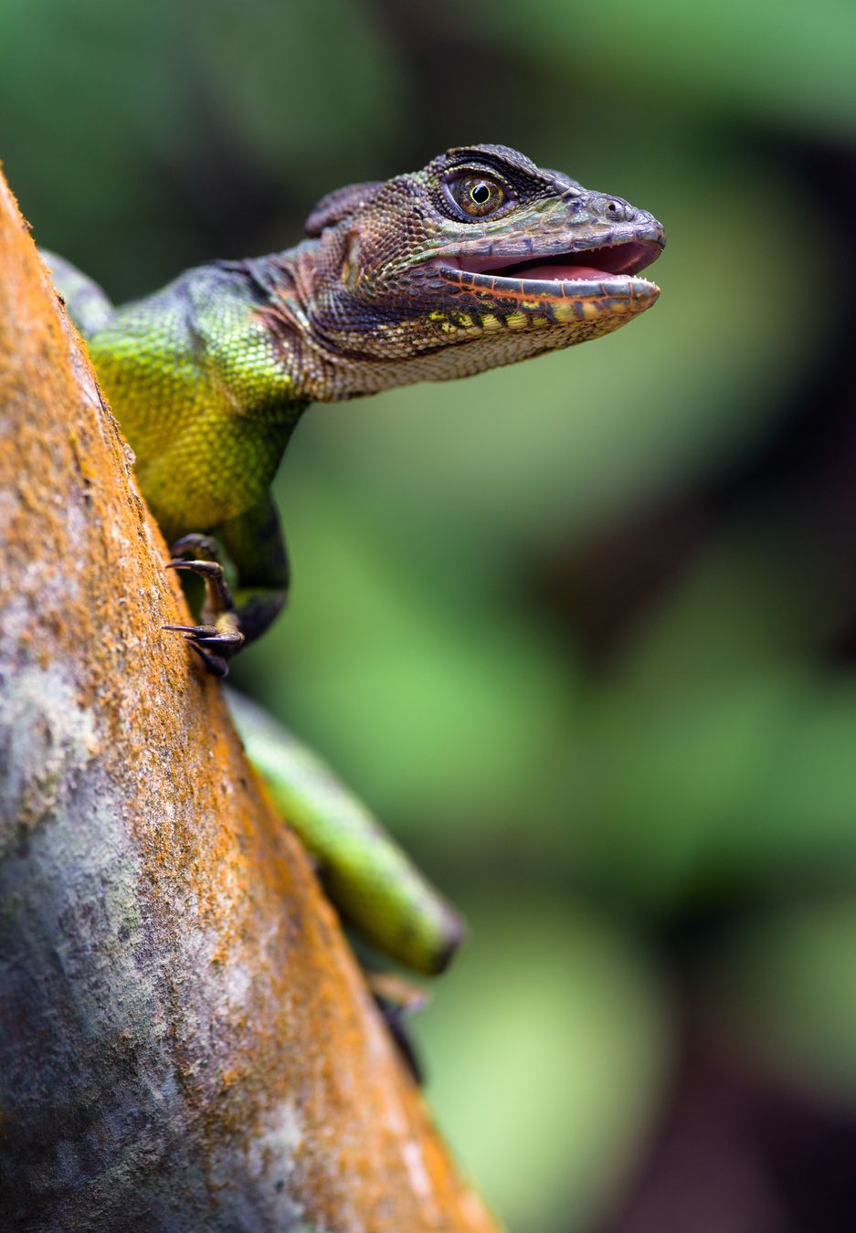 Basilisco de cabeza roja/ Basiliscus galeritus (Mindo. Ecuador)