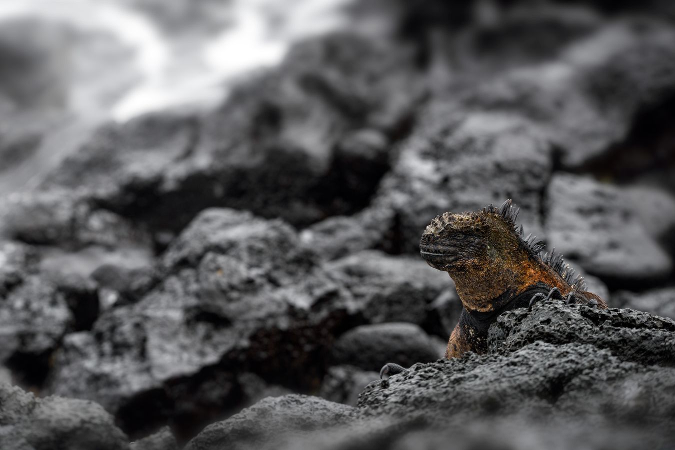 Iguana marina/ Amblyrhynchus cristatus (Islas Galápagos)