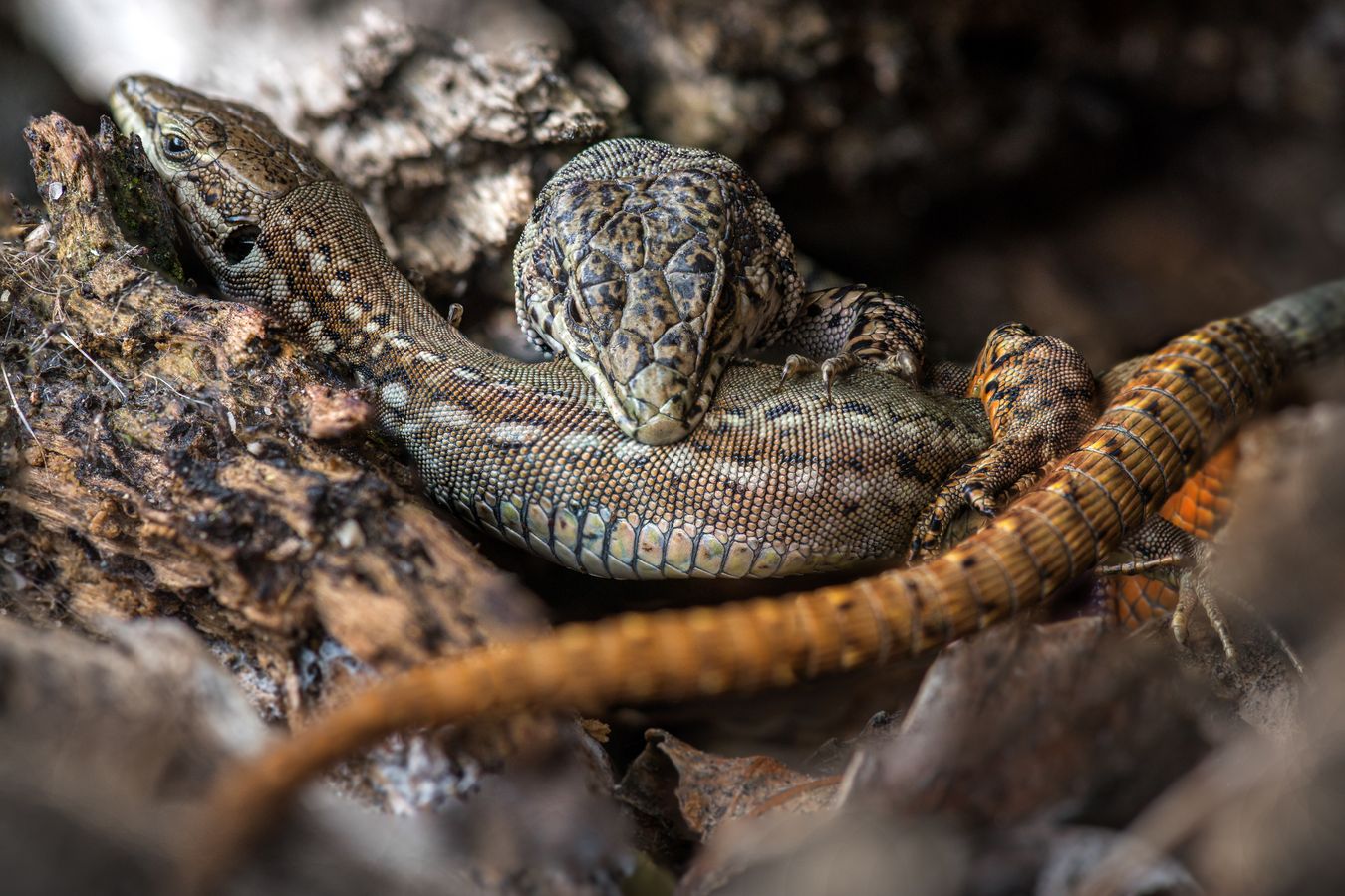 Lagartija verdosa/ Podarcis virescens (Madrid)