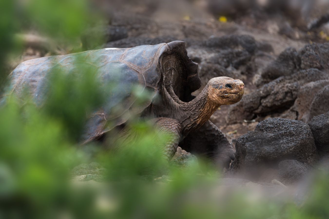 Tortuga gigante de San Cristóbal/ Chelonoidis chathamensis (Islas Galápagos)