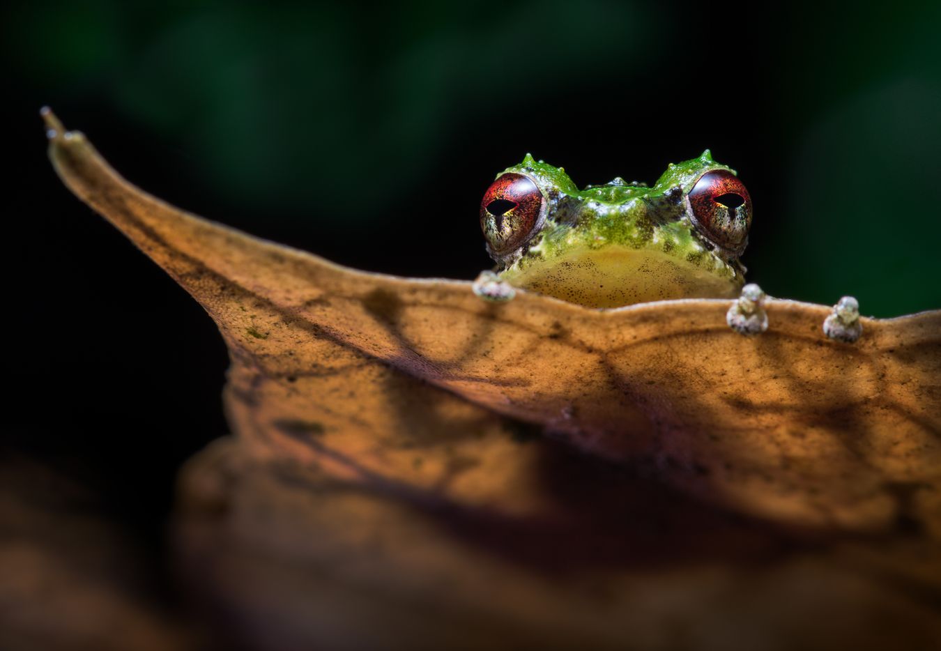 Cutín del Porvenir/ Pristimantis crucifer (Mindo. Ecuador)