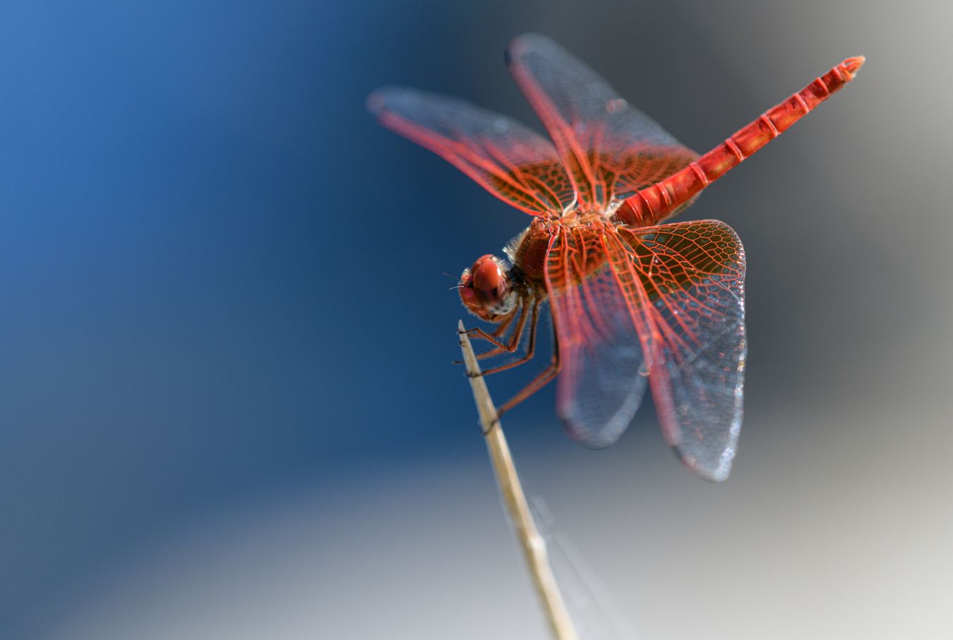 Libélula azafrán/ Trithemis kirbyi (Andújar)