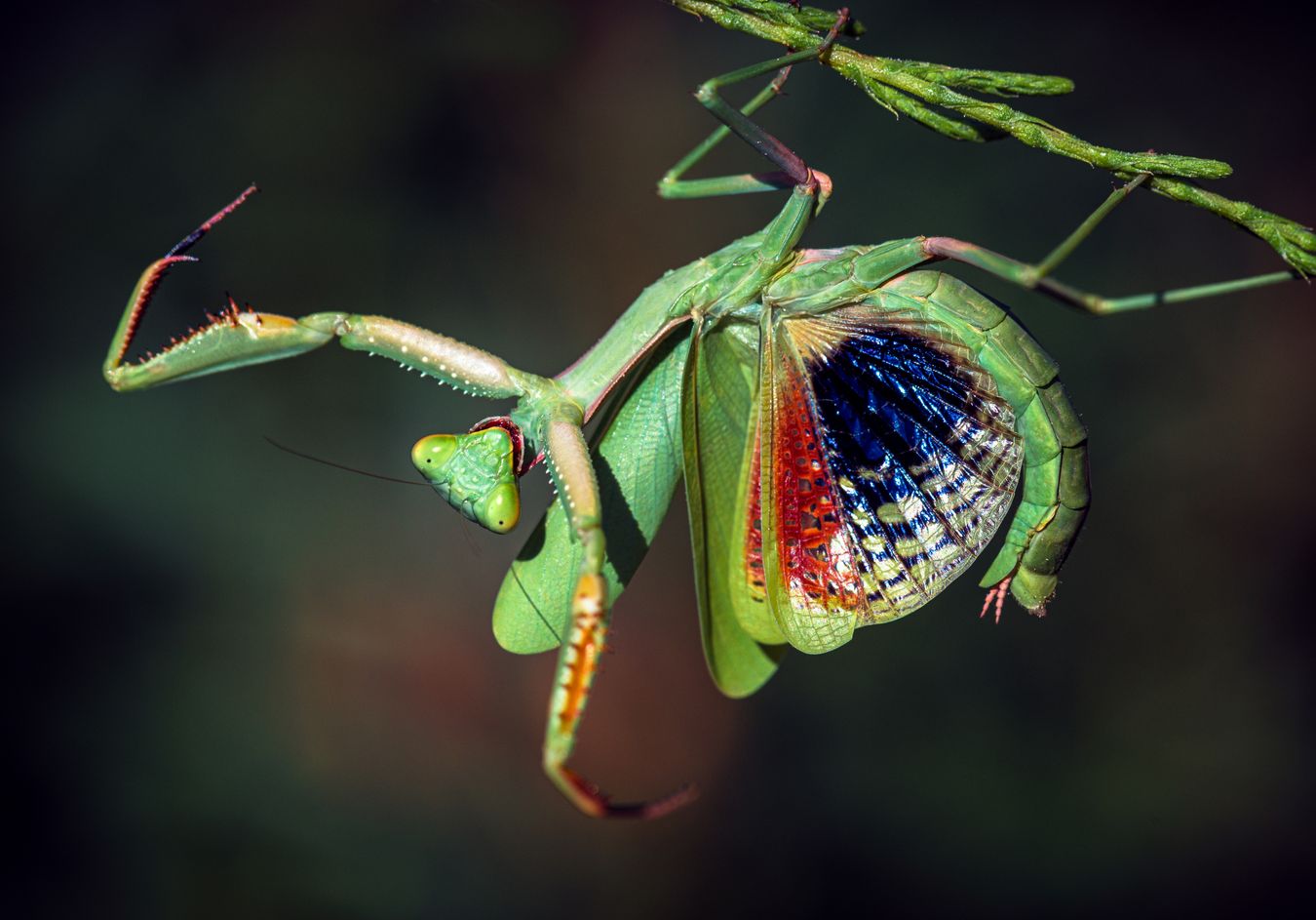 Mantis mediterránea/ Iris oratoria (Madrid)