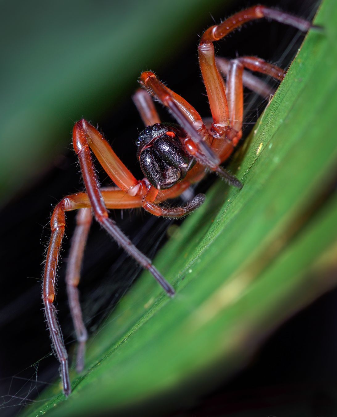 Ground Sac Spider/ Trachelidae (Cosanga. Ecuador)