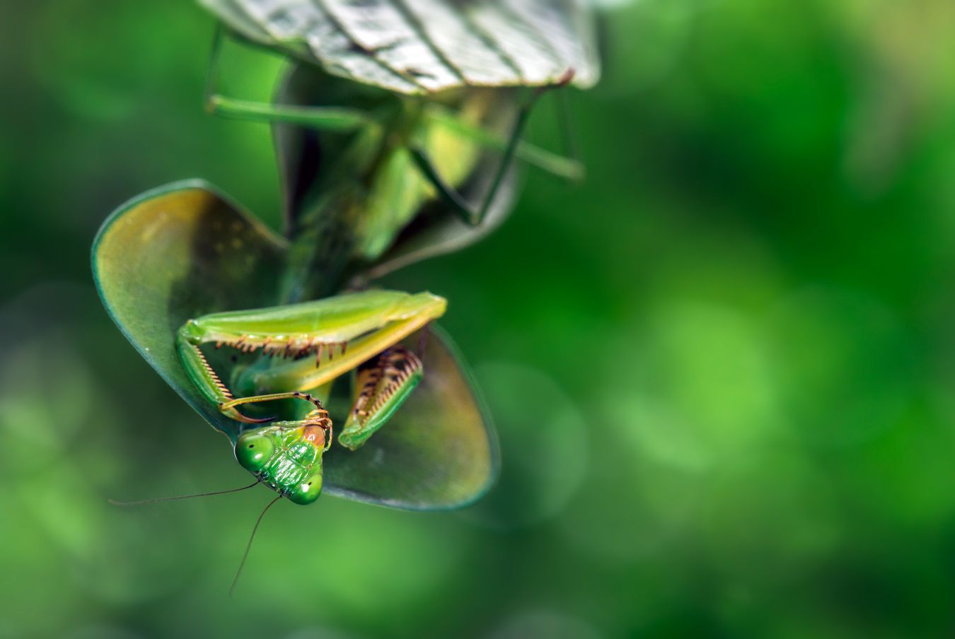 Mantis cobra o de escudo/ Choeradodis rhombicollis (Santo Domingo. Ecuador)