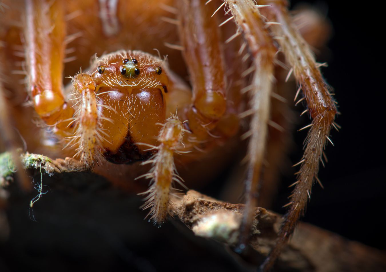 Araña de la cruz/ Araneus diadematus (Málaga)