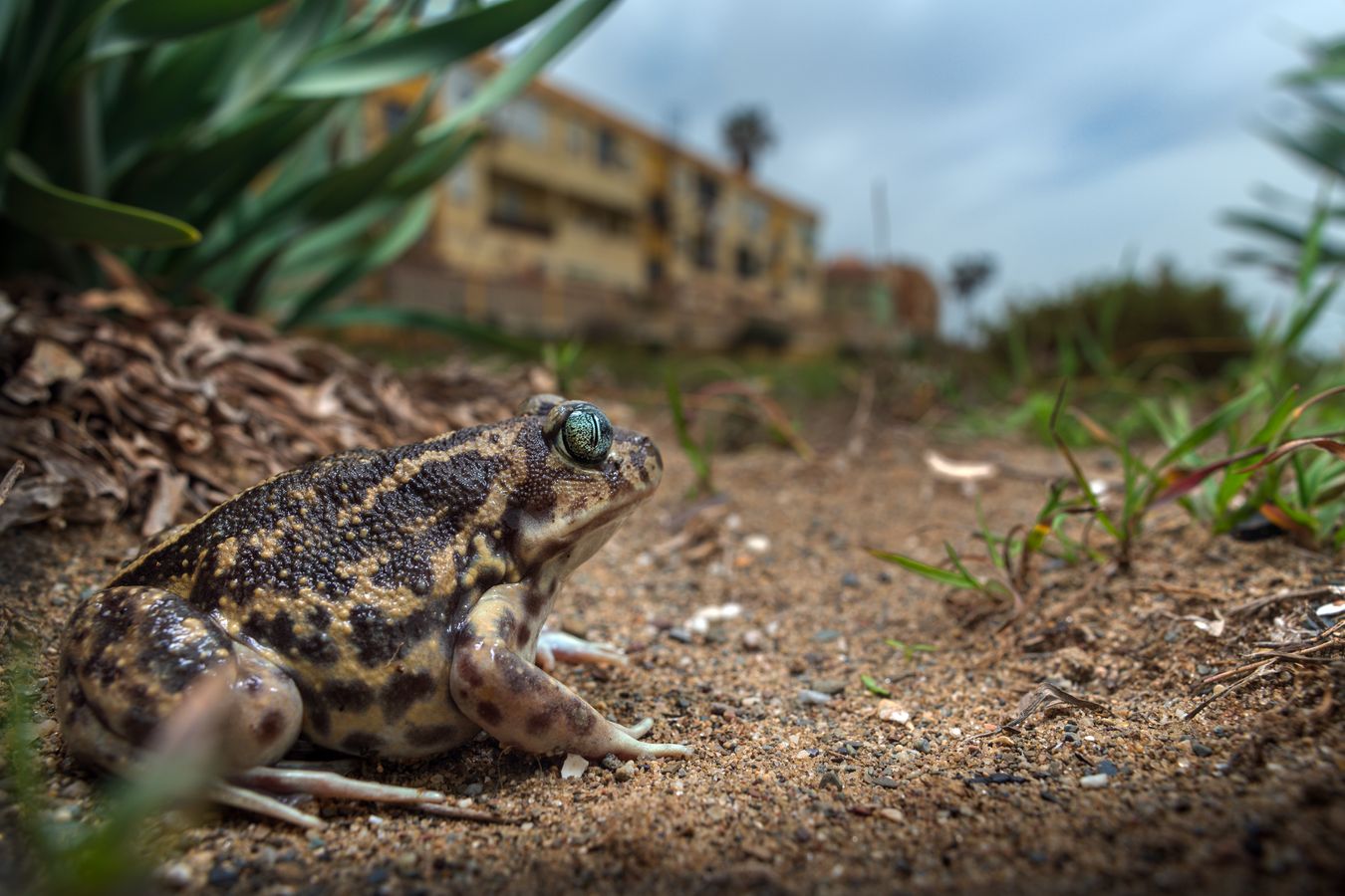 Sapo de espuelas/ Pelobates cultripes (Málaga)