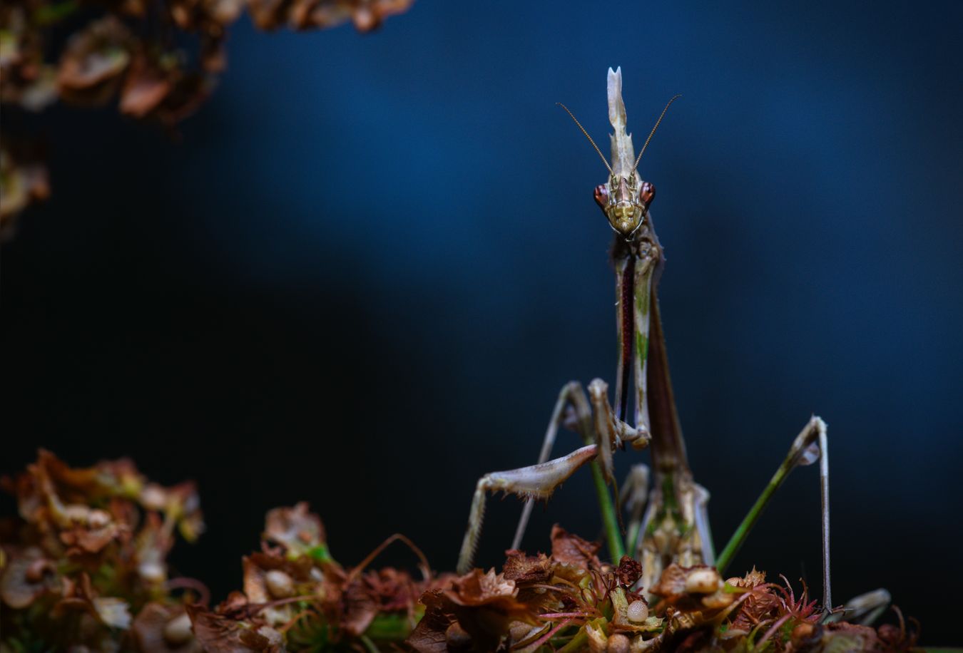 Mantis palo/ Empusa pennata (Madrid)