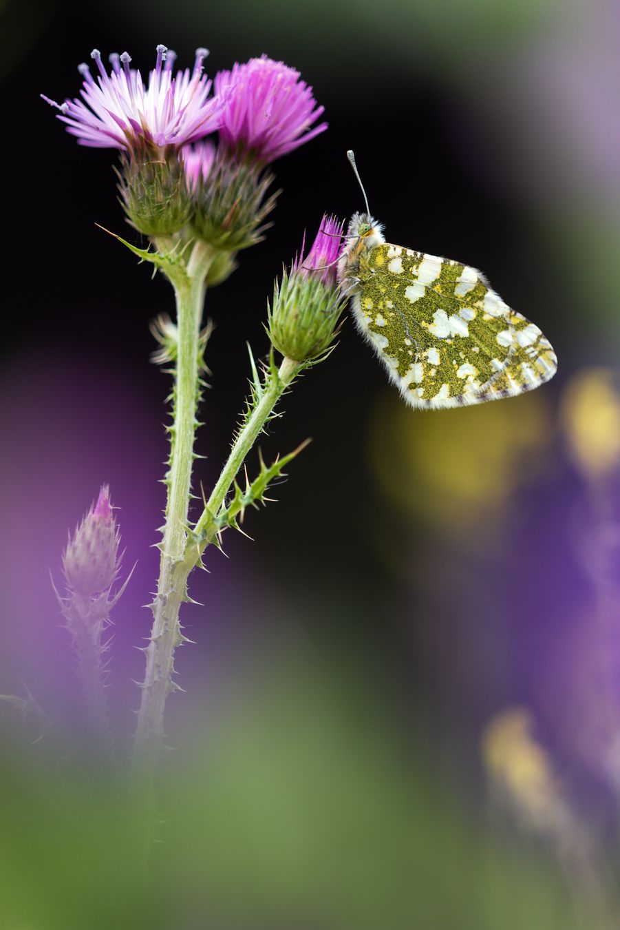 Blanquiverdosa meridional/ Euchloe crameri. (Madrid)