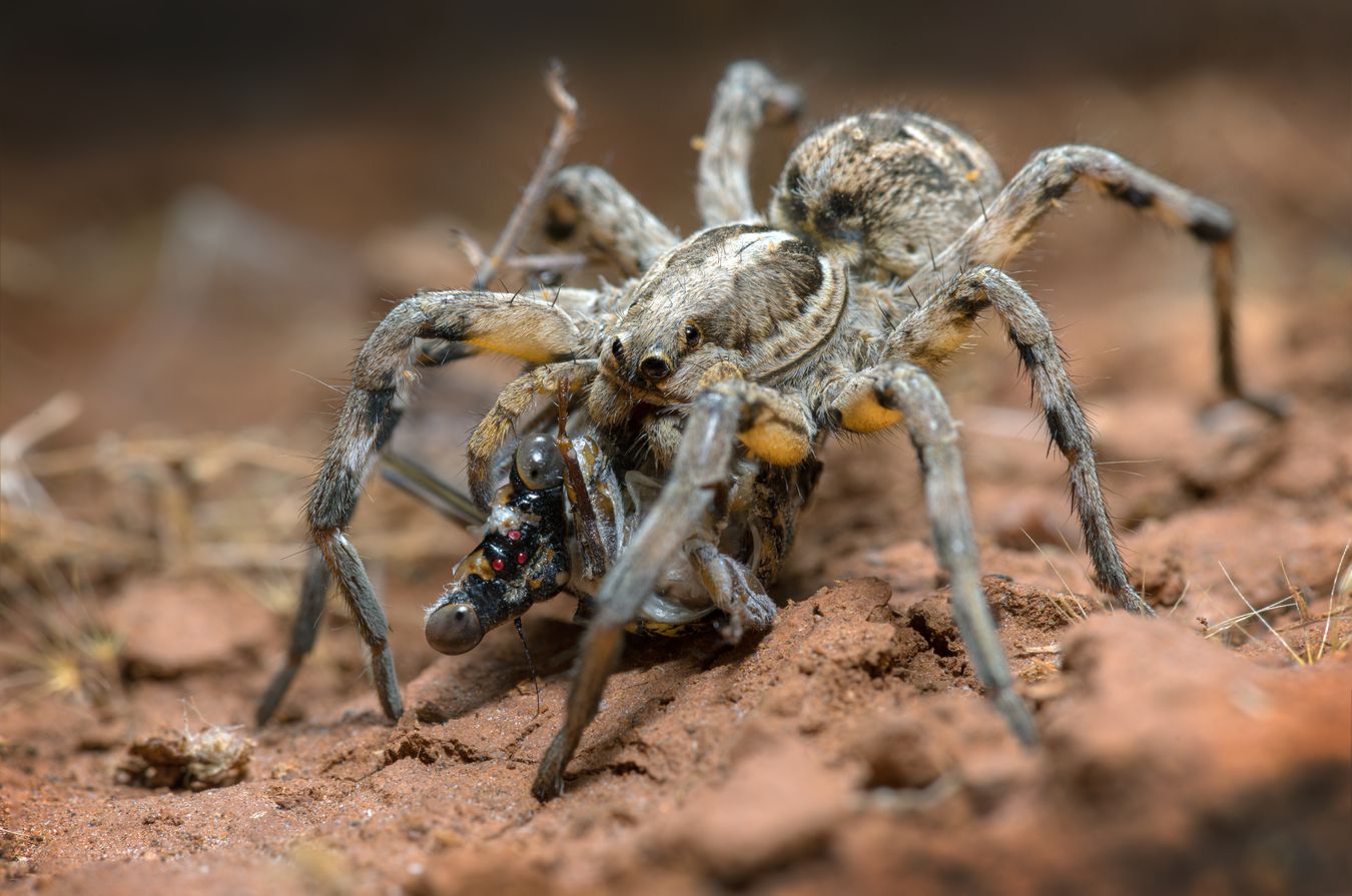 Araña lobo/ Lycosa hispanica (Málaga)