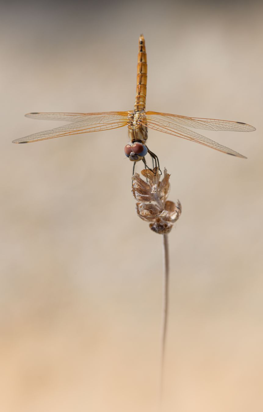 Libélula violeta/ Trithemis annulata (Sevilla)