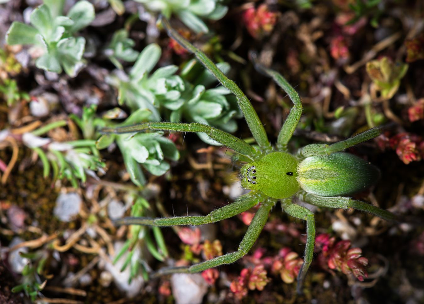 Araña verde/ Micrommata ligurina (Madrid)