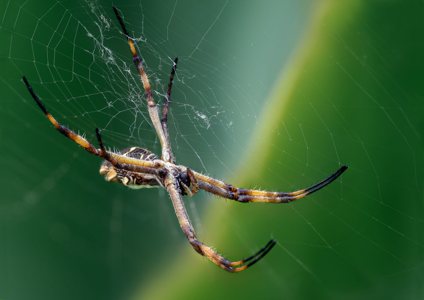 Araña plateada/ Argiope argentata (Tumbaco. Euador)