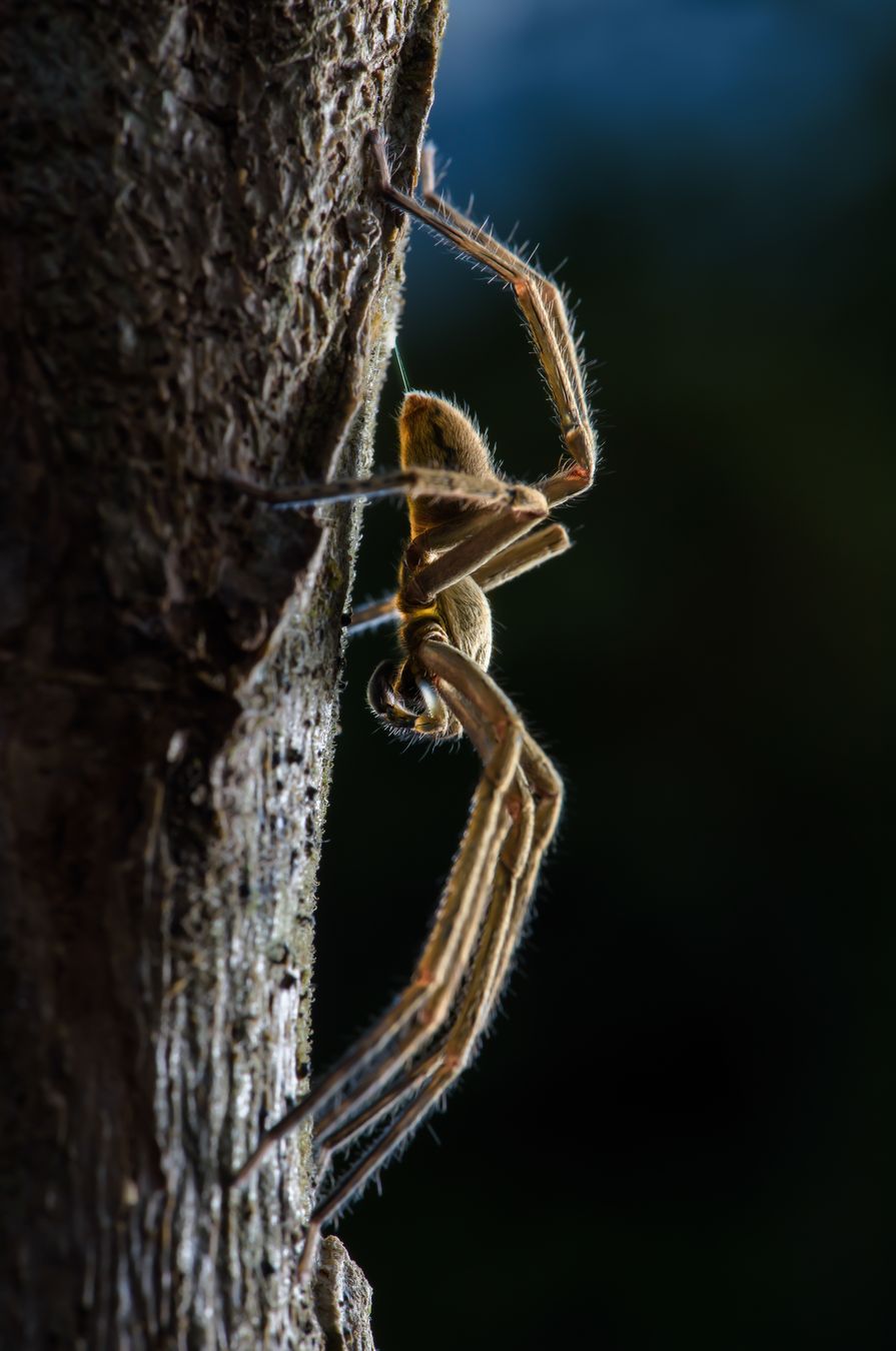 Arañas huntsman/ Sparassidae (Lumbaqui. Ecuador)