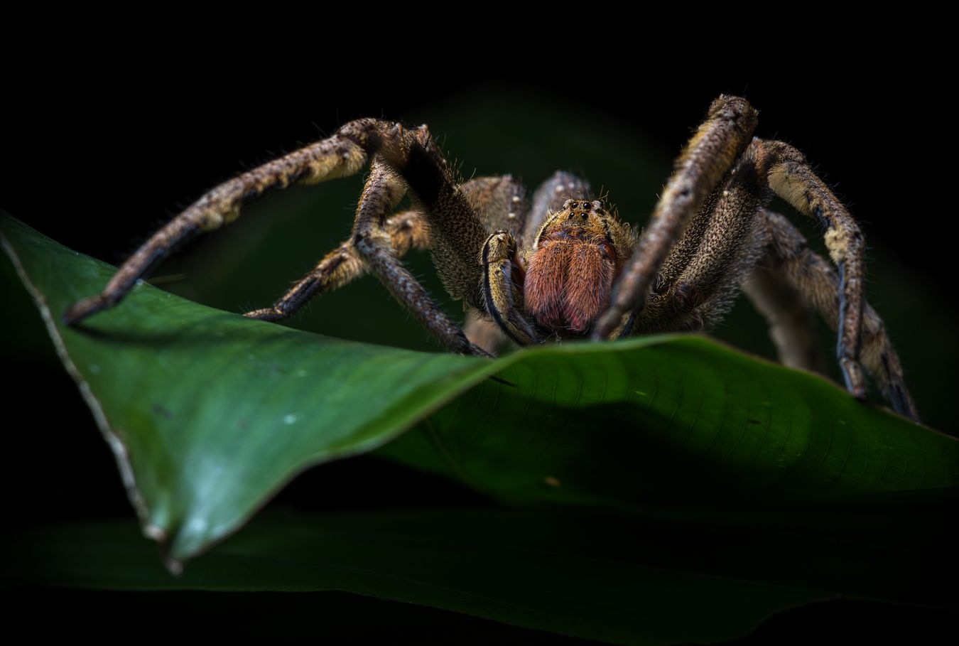 Araña bananera/ Phoneutria sp. (Pastaza. Ecuador)