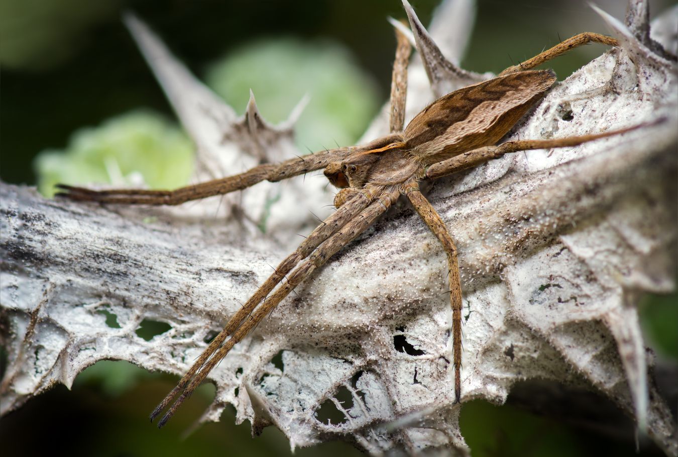 Araña ladrona/ Pisaura mirabilis (Madrid)