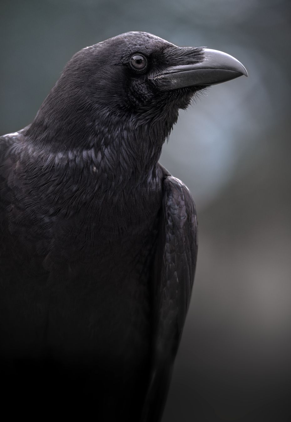 Cuervo/ Corvus corax (Improntado. Málaga)