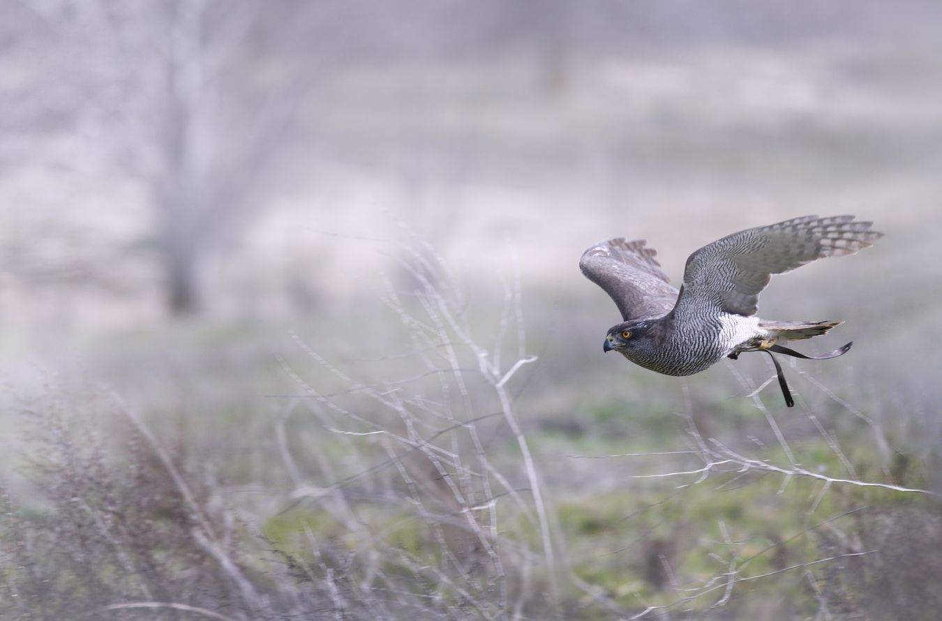 Azor común/ Accipiter gentilis (Cetrería. Madrid)