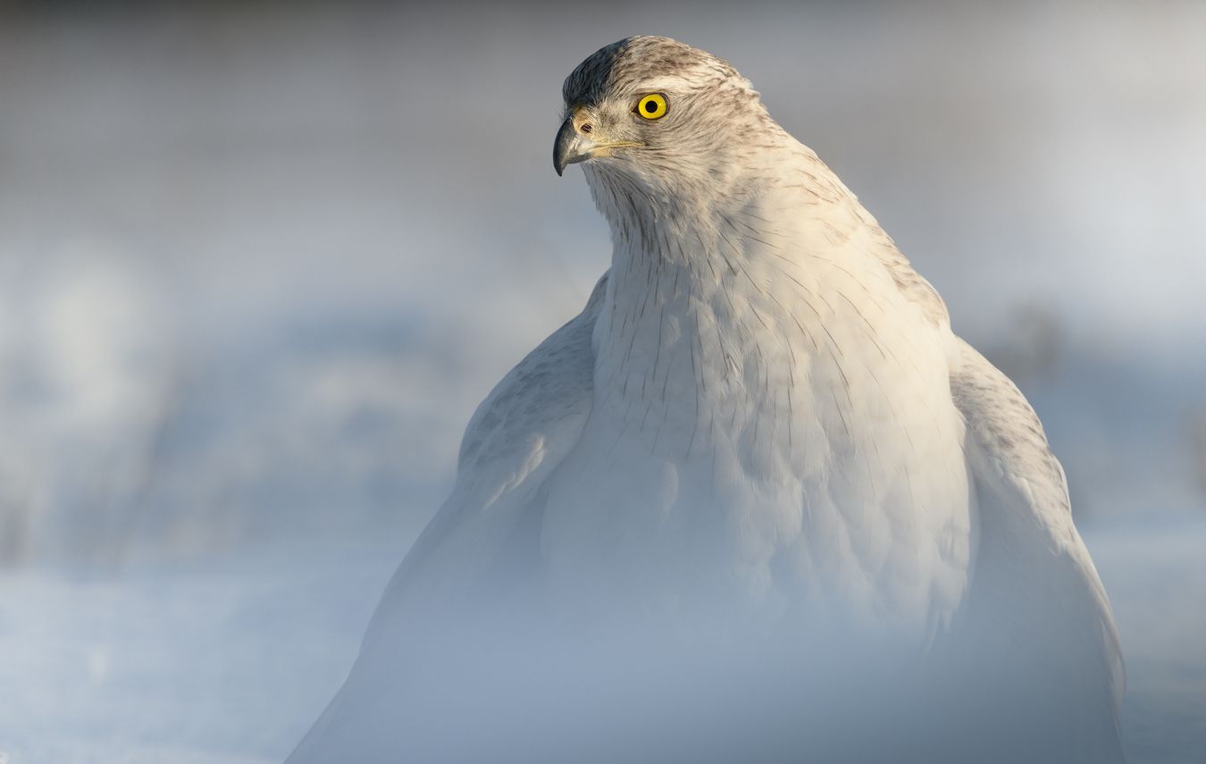 Azor de Kamchatka/ Accipiter gentilis albidus (Cetrería. Madrid)