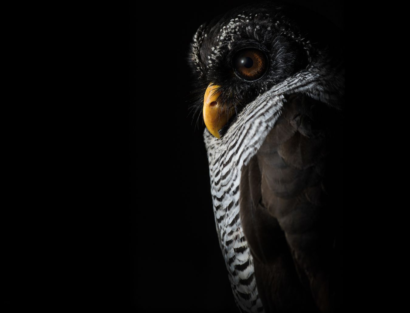 Cárabo blanquinegro/ Strix nigrolineata (Silvestre. Recuperación. Ecuador) 