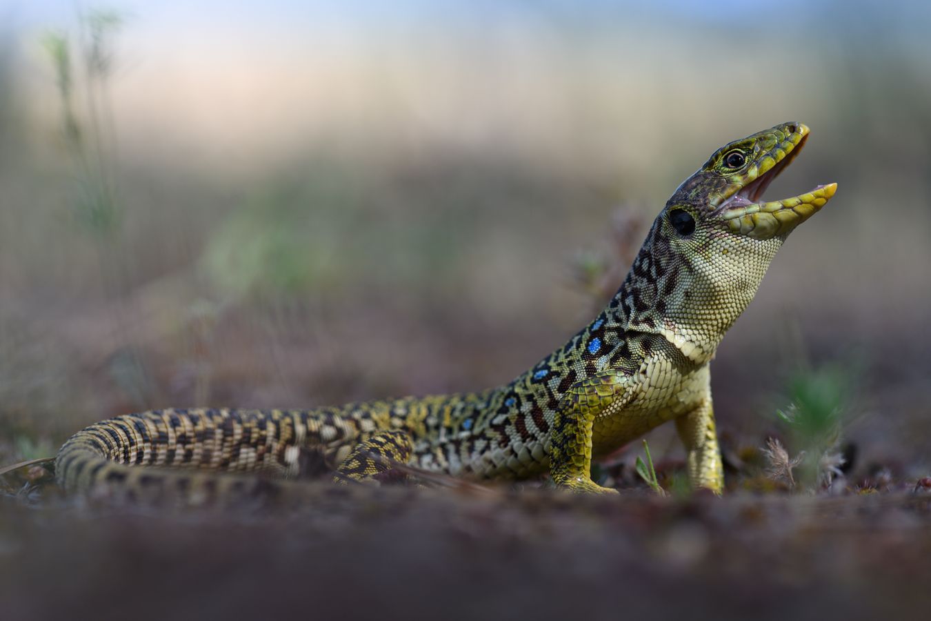 Lagarto ocelado/ Timon lepidus (Madrid)