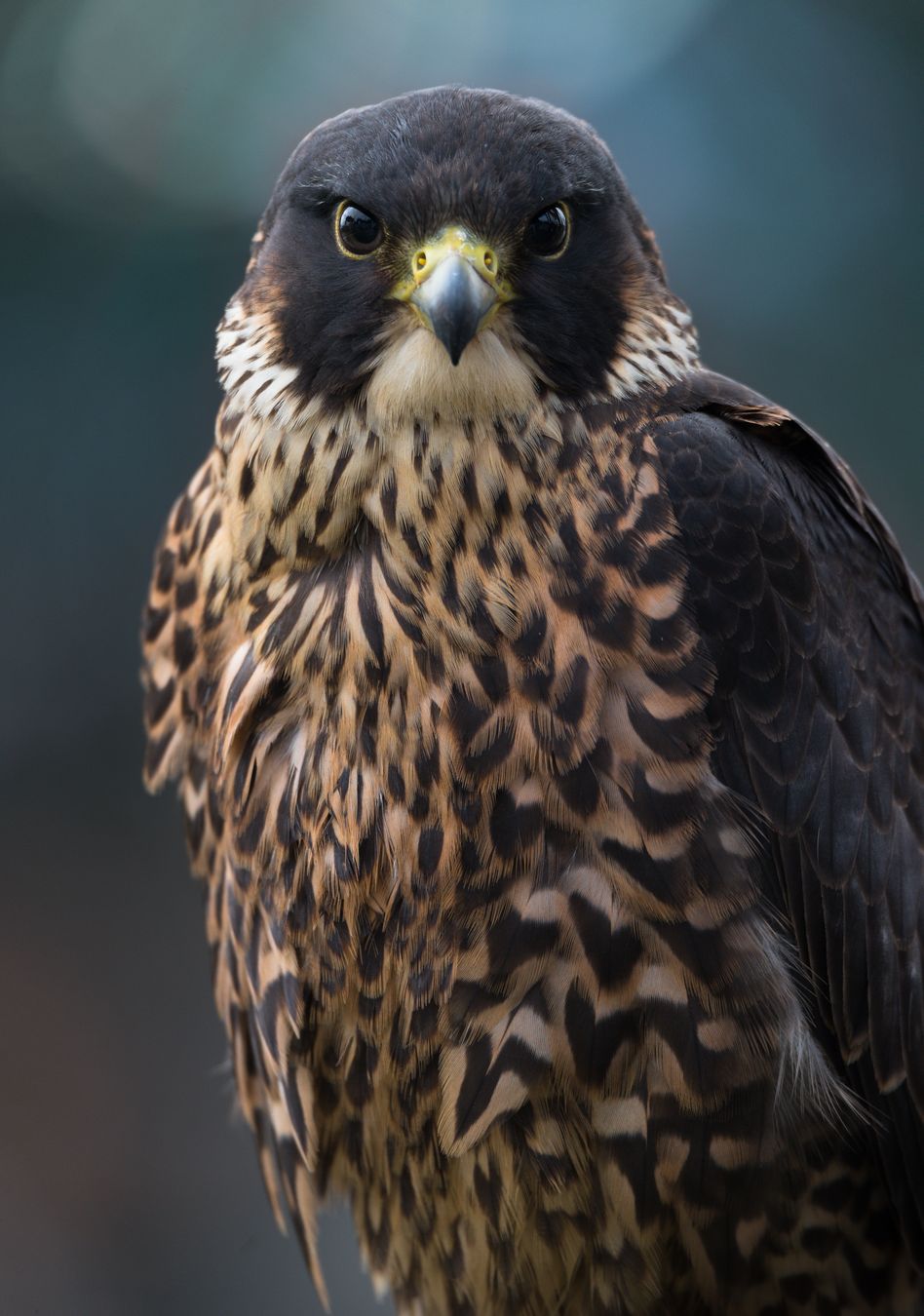 Halcón peregrino/ Falco peregrinus (Cetrería. Málaga)