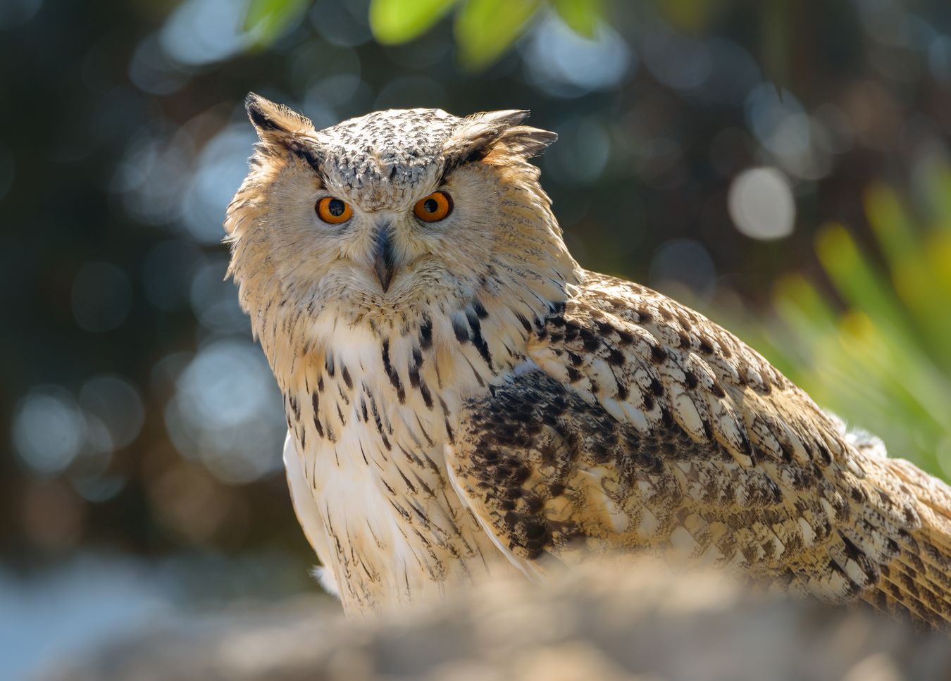 Búho real siberiano/ Bubo b. sibiricus (Cetrería. Málaga)