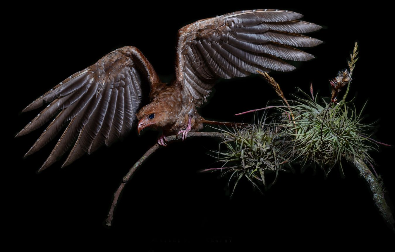 Guácharo/ Steatornis caripensis (Tababela. Ecuador)