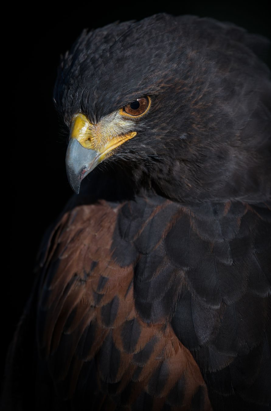 Aguililla de Harris/ Parabuteo unicinctus (Cetrería. Málaga)