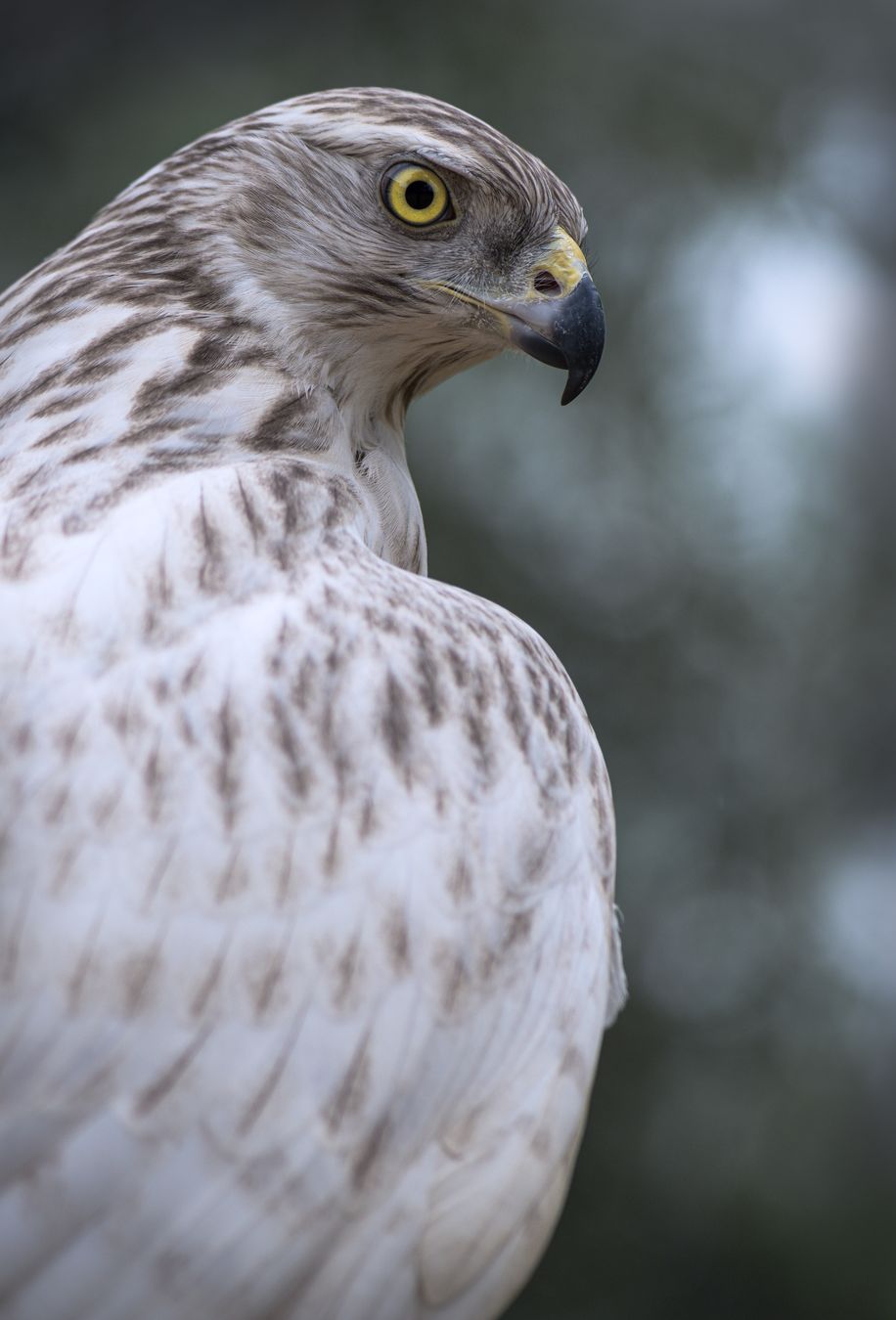 Azor de Kamchatka/ Accipiter gentilis albidus (Cetrería. Málaga)