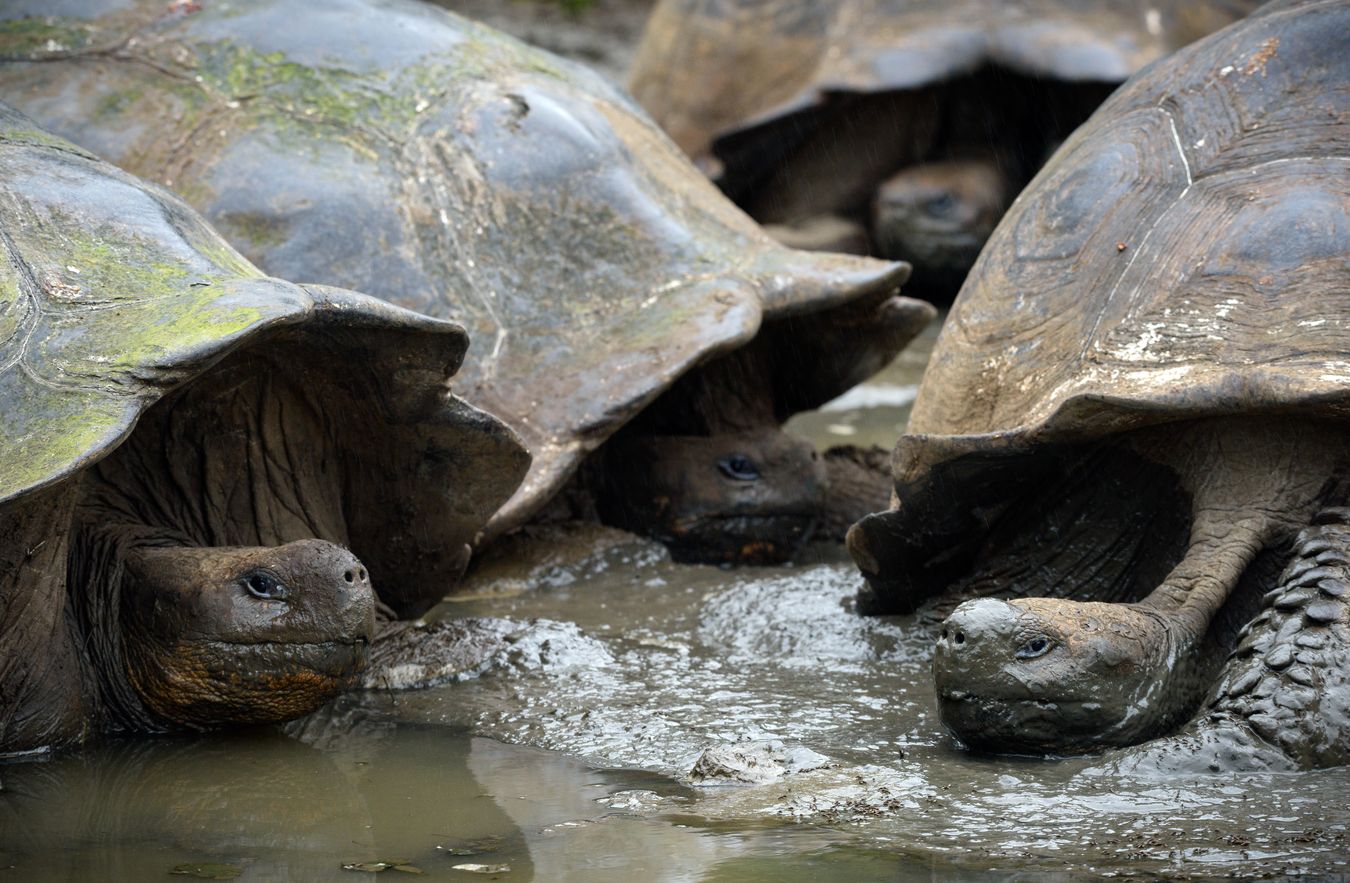 Chelonoidis porteri (Islas Galápagos)