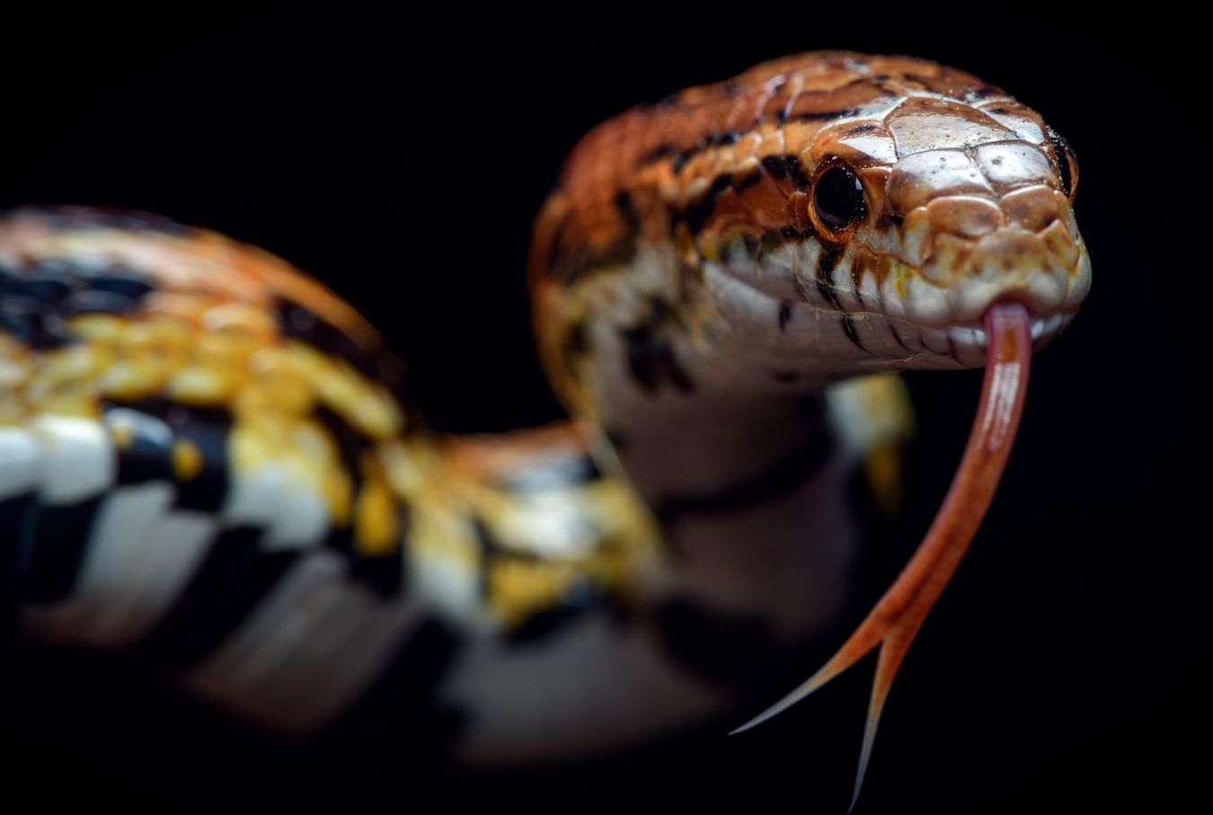 Serpiente del maizal/ Pantherophis guttatus (Snakeroom)