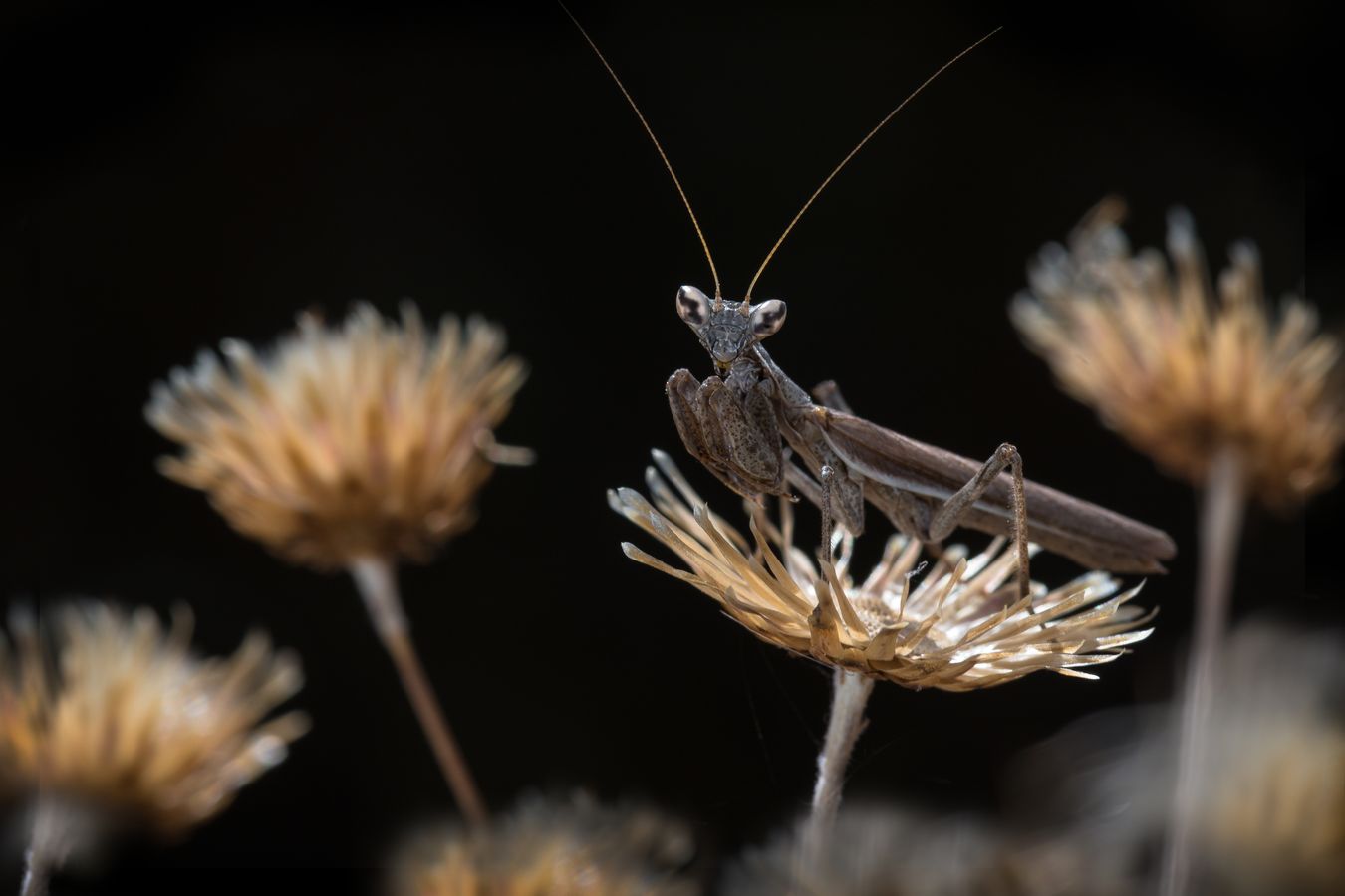 Mantis enana europea/ Ameles spallanzania (Málaga)