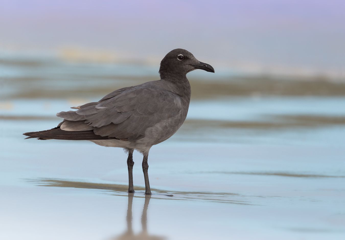 Gaviota de lava/ Larus fuliginosus (Islas Galápagos)