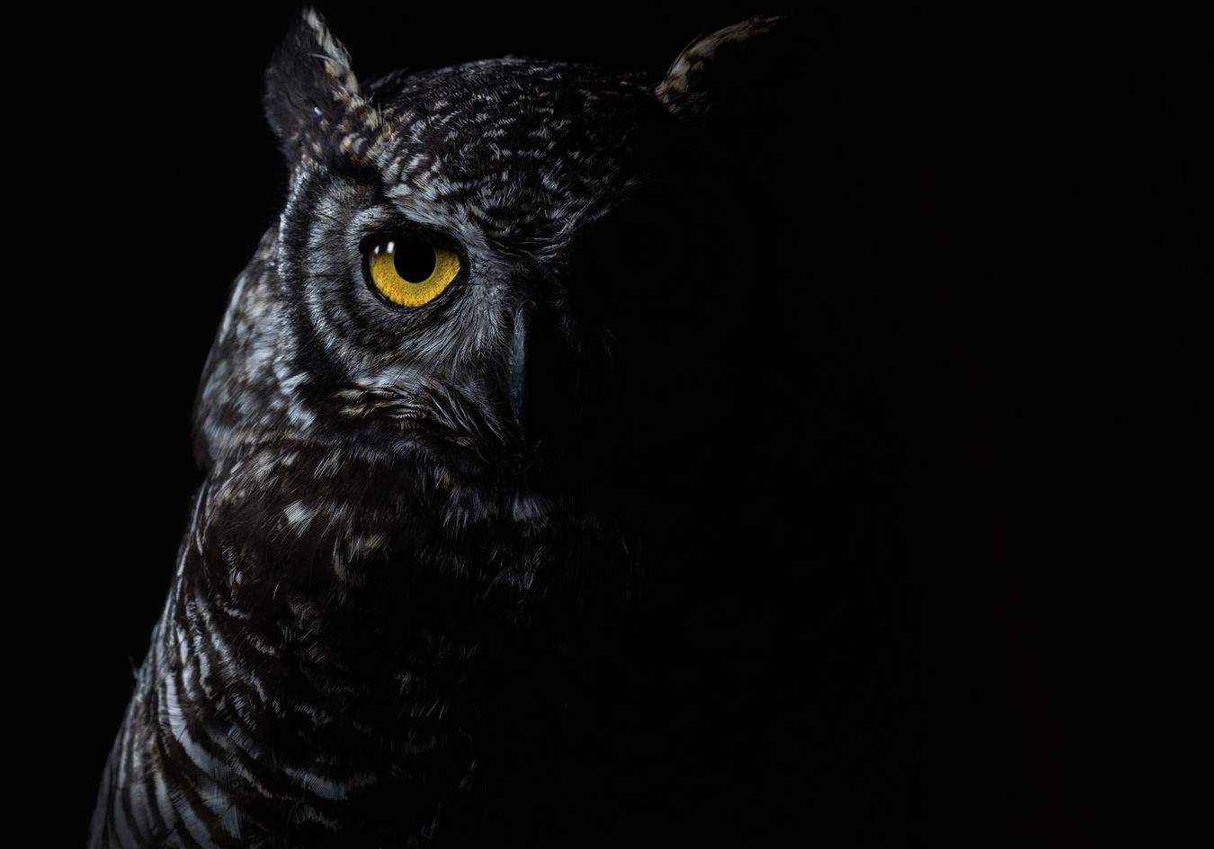 Bubo virginianus nigrescens (Recuperación. Ecuador)