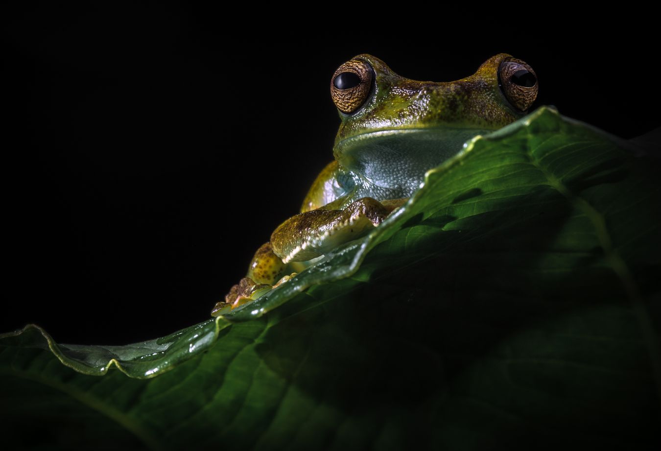 Rana arbórea de palmar/ Boana pellucens (Ecuador)