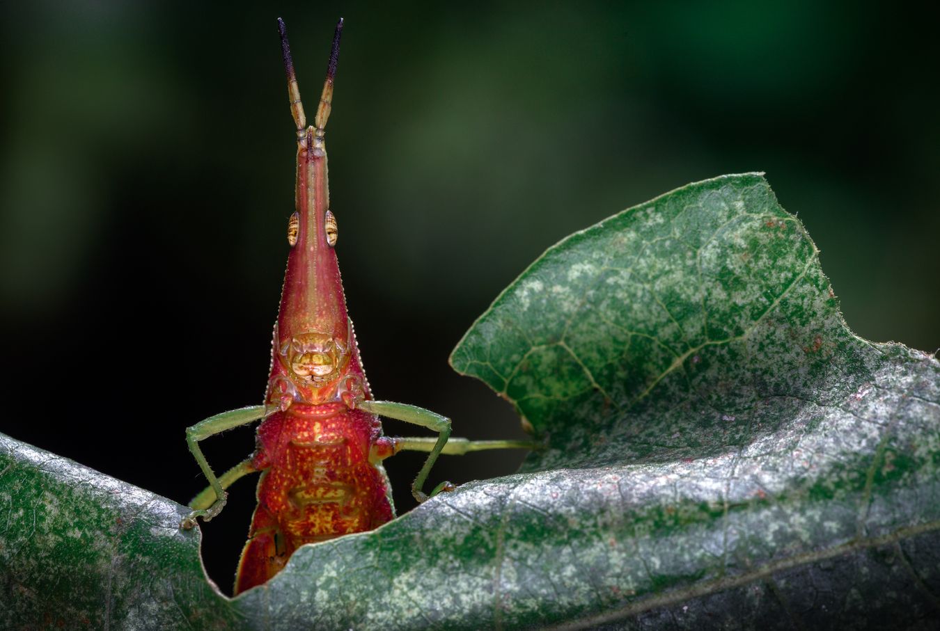 Saltamontes/ Orthoptera (Baños. Ecuador)