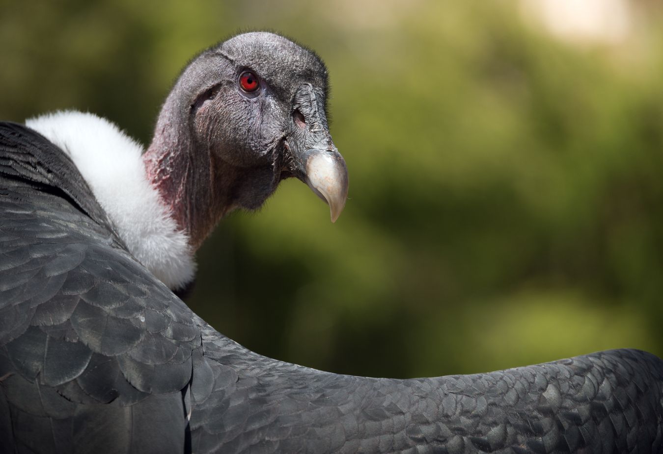 Cóndor andino/ Vultur gryphus  (Centro zoológico)