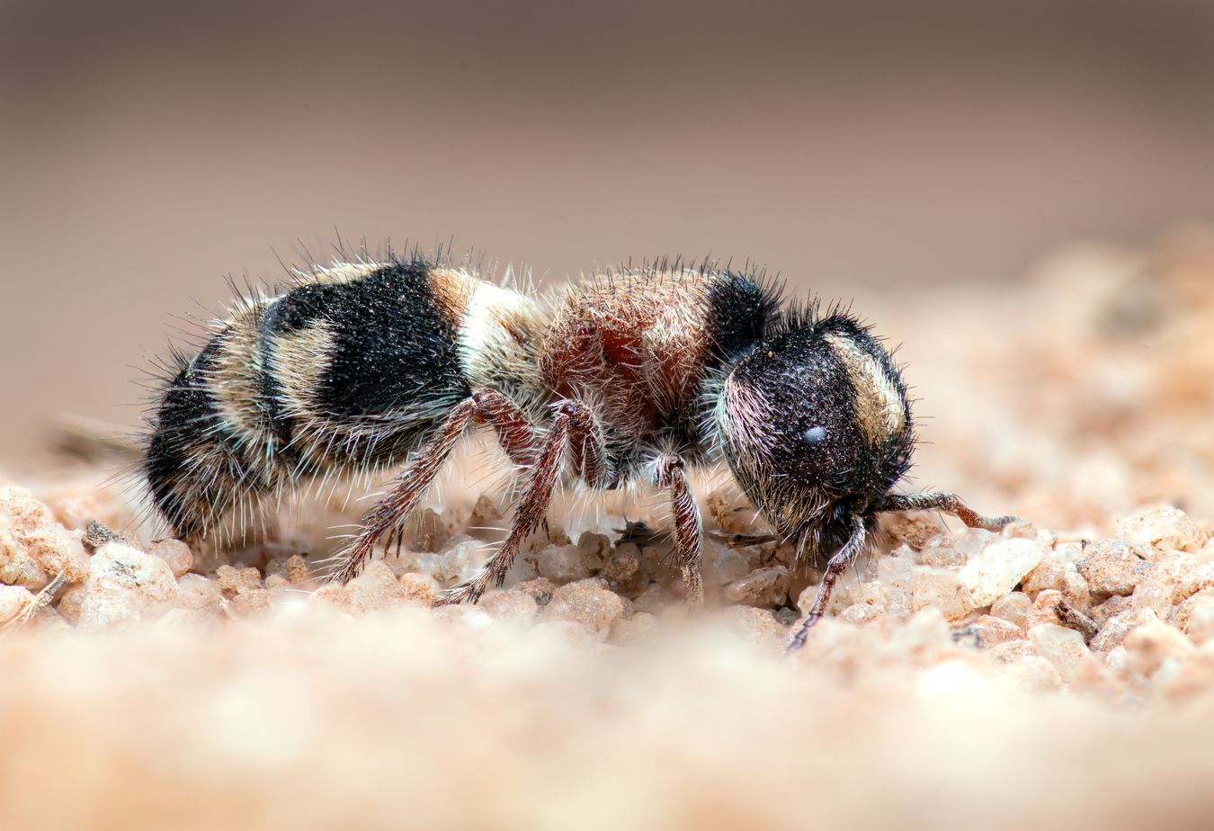 Hormiga de terciopelo/ Mutillidae (Benalmádena. Málaga)