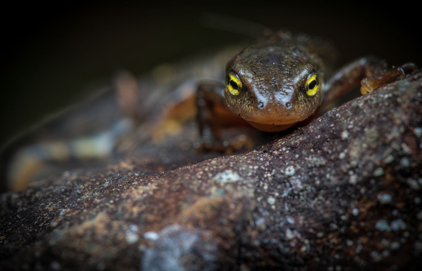 Tritón ibérico/ Lissotriton boscai (Coruña. Galicia)