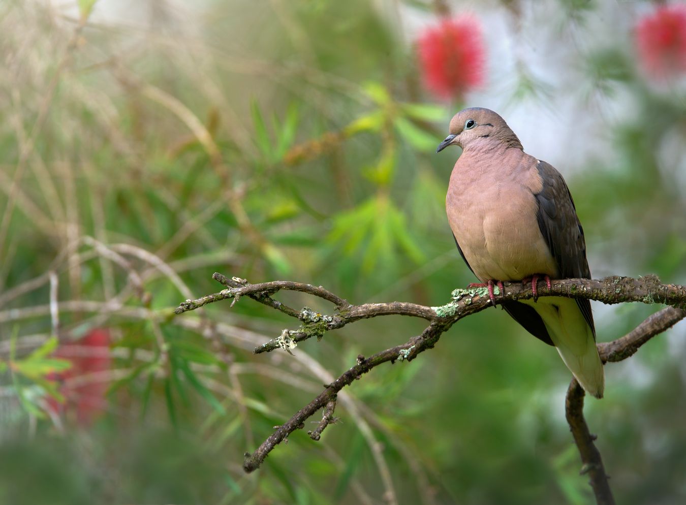 Tórtola orejuda/ Zenaida auriculata (Ecuador)